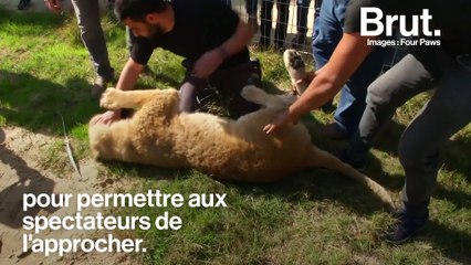 Zoo de Rafah : plus de 40 animaux évacués