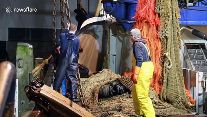 Stowaway cat found on Dutch ship after hiding onboard for a week