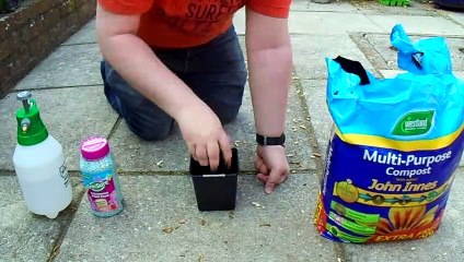 planting a japanese sakura seed