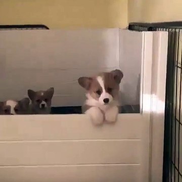 Admirez ces trois superbes chiots identiques ! Essayez de ne pas sourire !