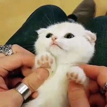 La réaction de ce chaton quand on lui prend les pattes est trop drôle !