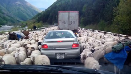 Des centaines de moutons causent un embouteillage sur cette route