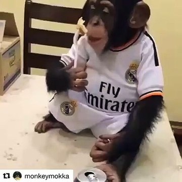 Quand un singe est supporter de Barcelone FC, voici ce que ça donne. Marrant !