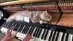 Non ce chat n'est pas mort... il ne réagit pas au piano joué sur lequel il est allongé !