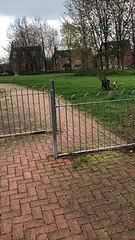 Quand ton chien ramène un arbre au lieu d'un baton...