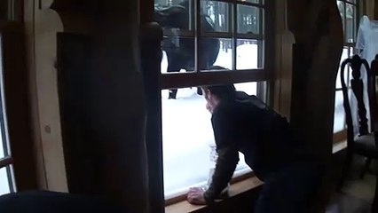 Dos alces se acercan a la ventana de esta casa