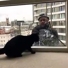 Ce chat suit tout les mouvements de son maître. Trop drôle !