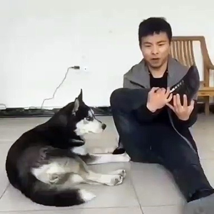 Ce chien est incroyablement souple. Regardez !