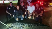 This Massive 8-Foot Gator Was Found On Someone's Porch In Florida