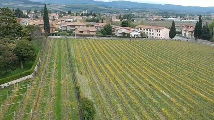 "Брексит" глазами итальянского винодела