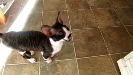 Le miaulement de ce chat est juste HORRIBLE