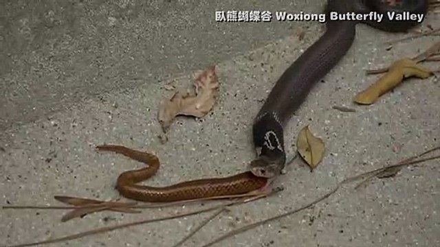 Un cobra recrache un autre serpent qu'il venait d'avaler
