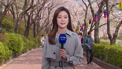 [날씨] 주말 화려한 벚꽃 엔딩...내일 태풍급 비바람 / YTN