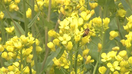 낙동강 따라 유채꽃 장관...나들이객 '북적' / YTN