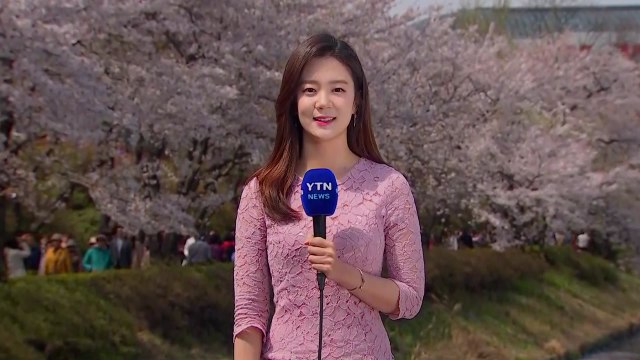 [날씨] 막바지 벚꽃 절정...내일 태풍급 비바람 / YTN