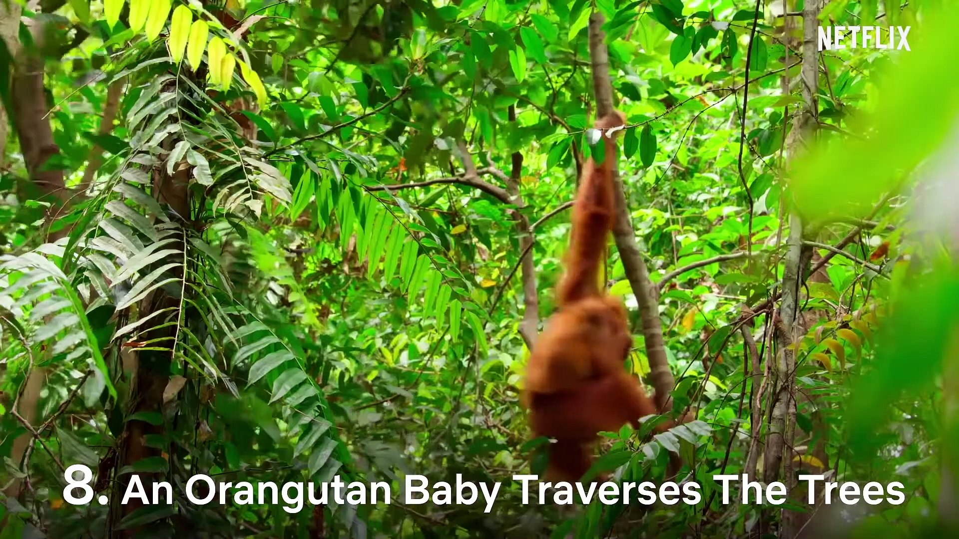 ⁣Our Planet  - The Cutest Baby Animals!