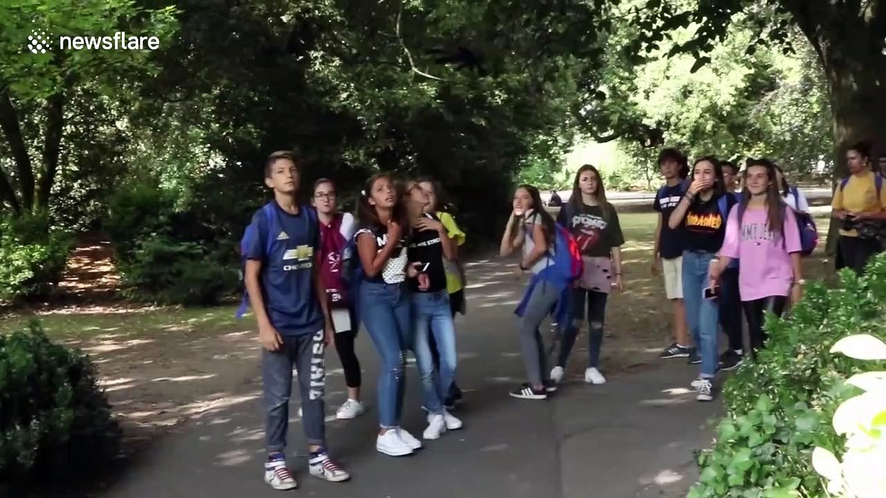 Irish prankster scares park-goers with fake spider