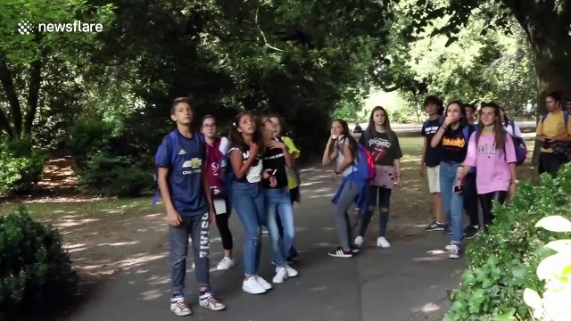 Irish prankster scares park-goers with fake spider