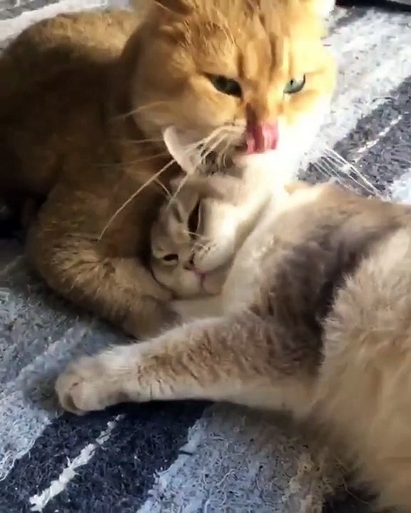 Cat's love