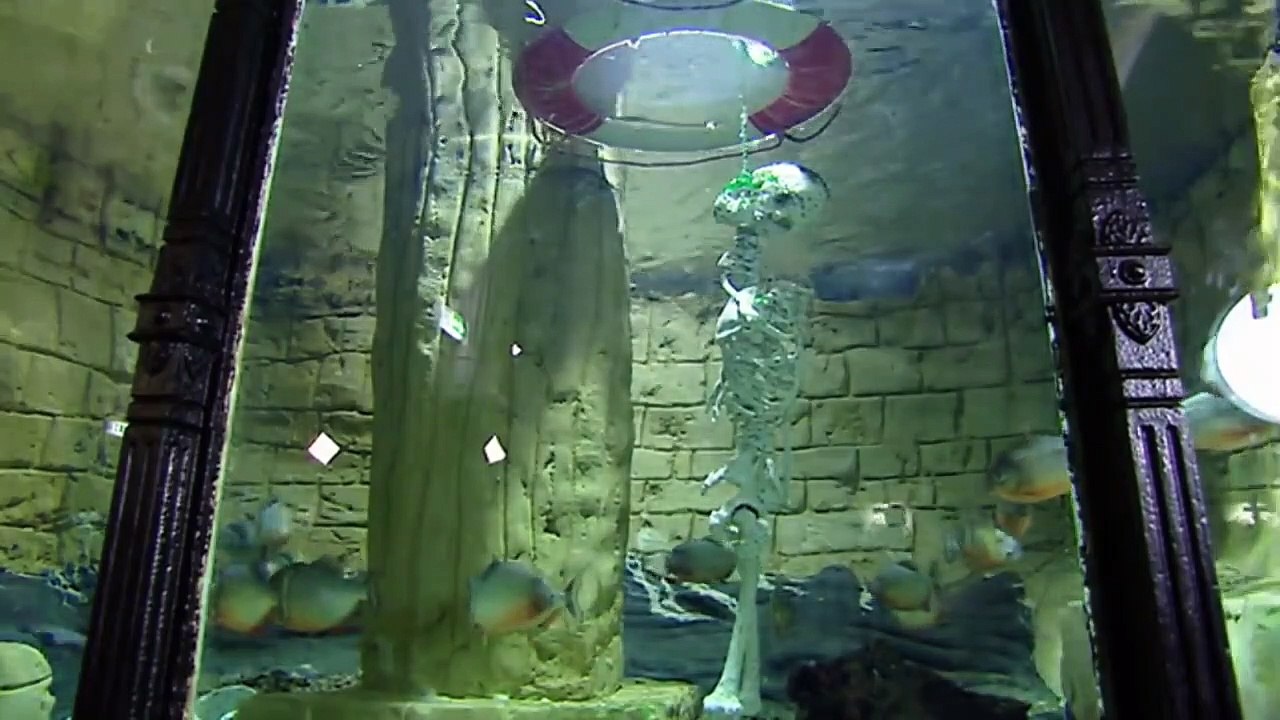 Piranha Attack (Wild Life Documentary)
