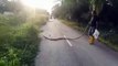 Il capture un énorme cobra royal qui bloque la route