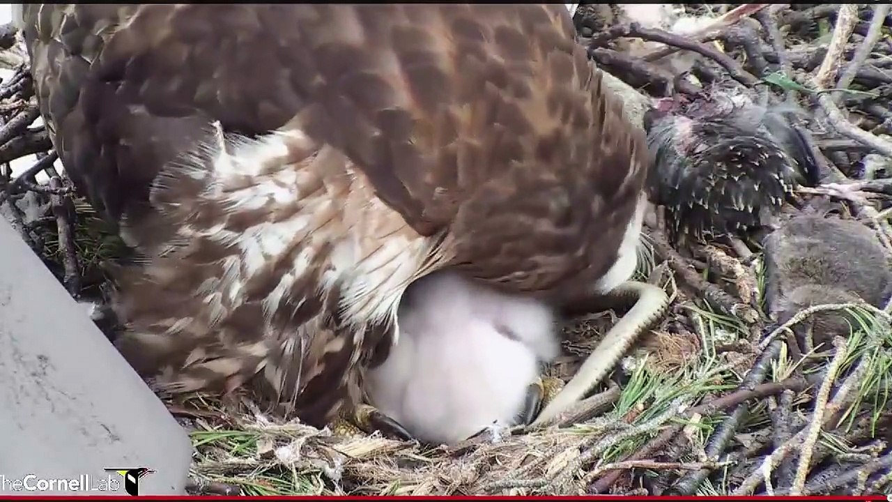 Mais que fait ce serpent dans ce nid d'oiseau