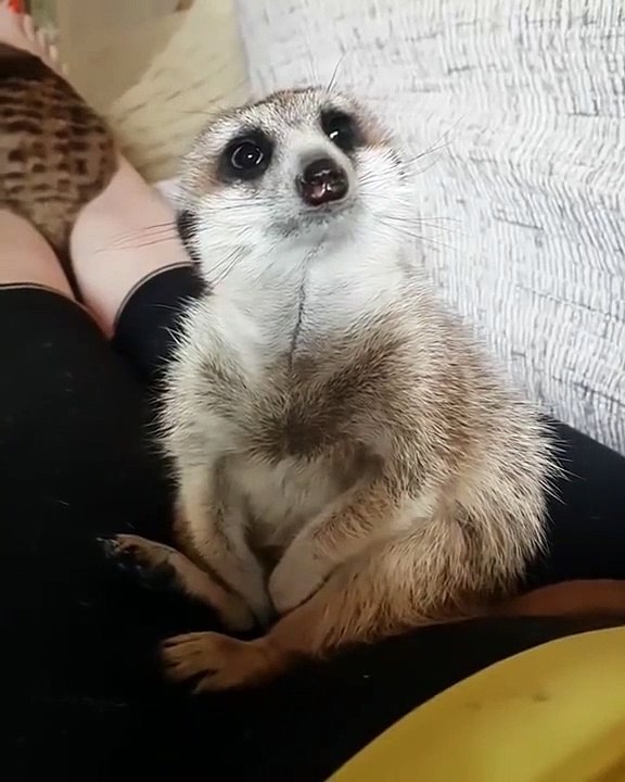 Un suricate tombe de sommeil... Trop mignon