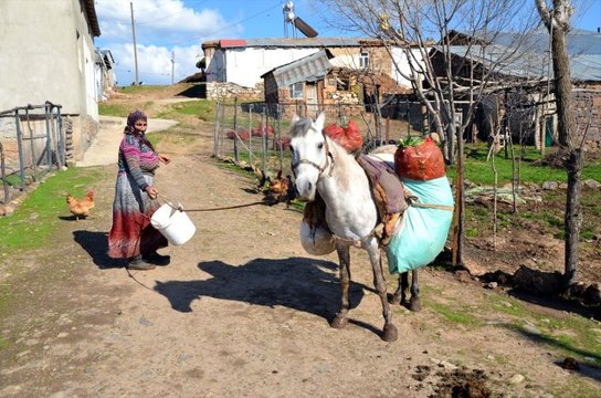 Baharın Müjdecisi Çiriş Otu Geçim Kaynakları Oldu