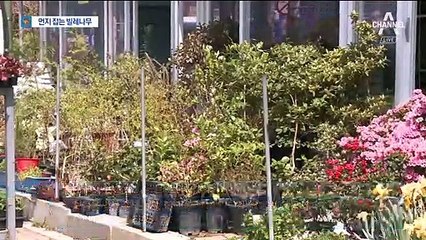 실내 미세먼지 잡는 ‘제주 빌레나무’…시민 관심 뜨거워