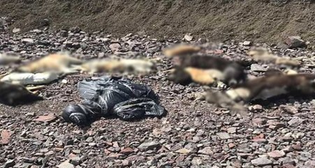 Ankara'da Boş Arazide Onlarca Köpeğin Cesedi Bulundu