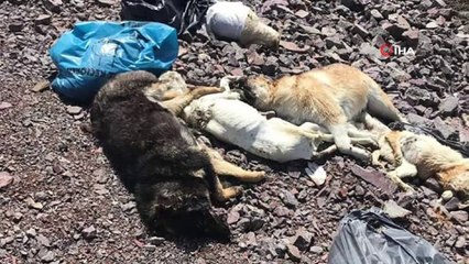 Ankara'da yine köpek katliamı