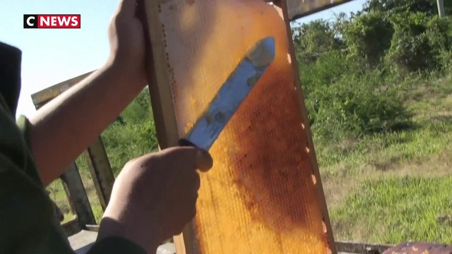 Cuba : les frères Fundora, rois de l'apiculture