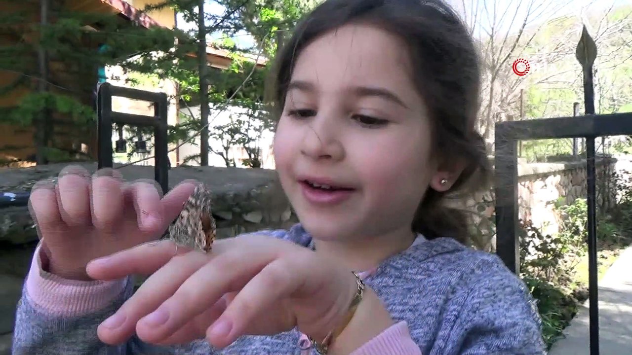 Kelebekler göç yolunda telef oldu