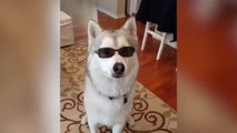 The Funny and Cutest Husky Videos