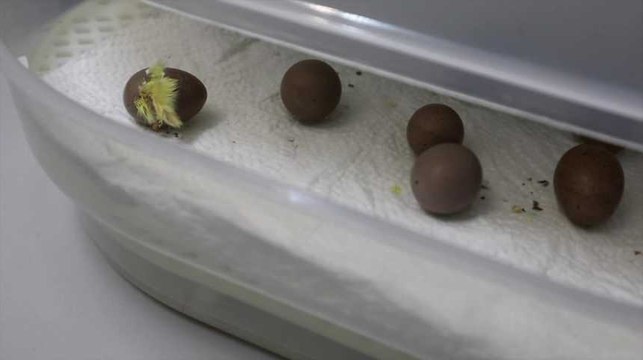 Des poussins de caille de Chine naissent sous les yeux des écoliers de Mouscron