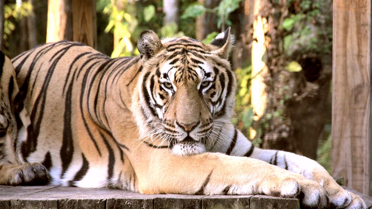 Tiger's Long Claws Become A Problem