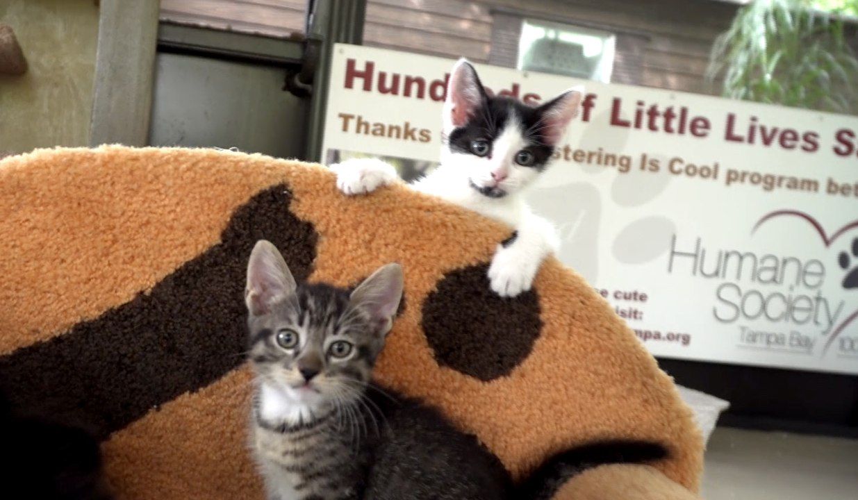 Crazy KITTENS!!!
