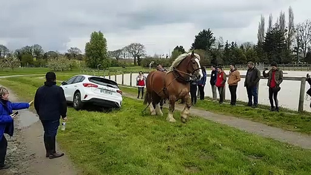 Un cheval de trait sort une voiture du fossé (Lamballe)