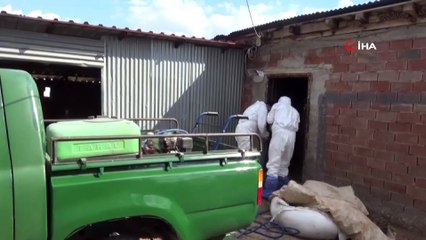 Afşin'de Şarbon Paniği