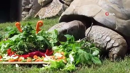 Türkiye’nin En Yaşlı Kaplumbağası Tuki Derbinin Kazananını Seçti