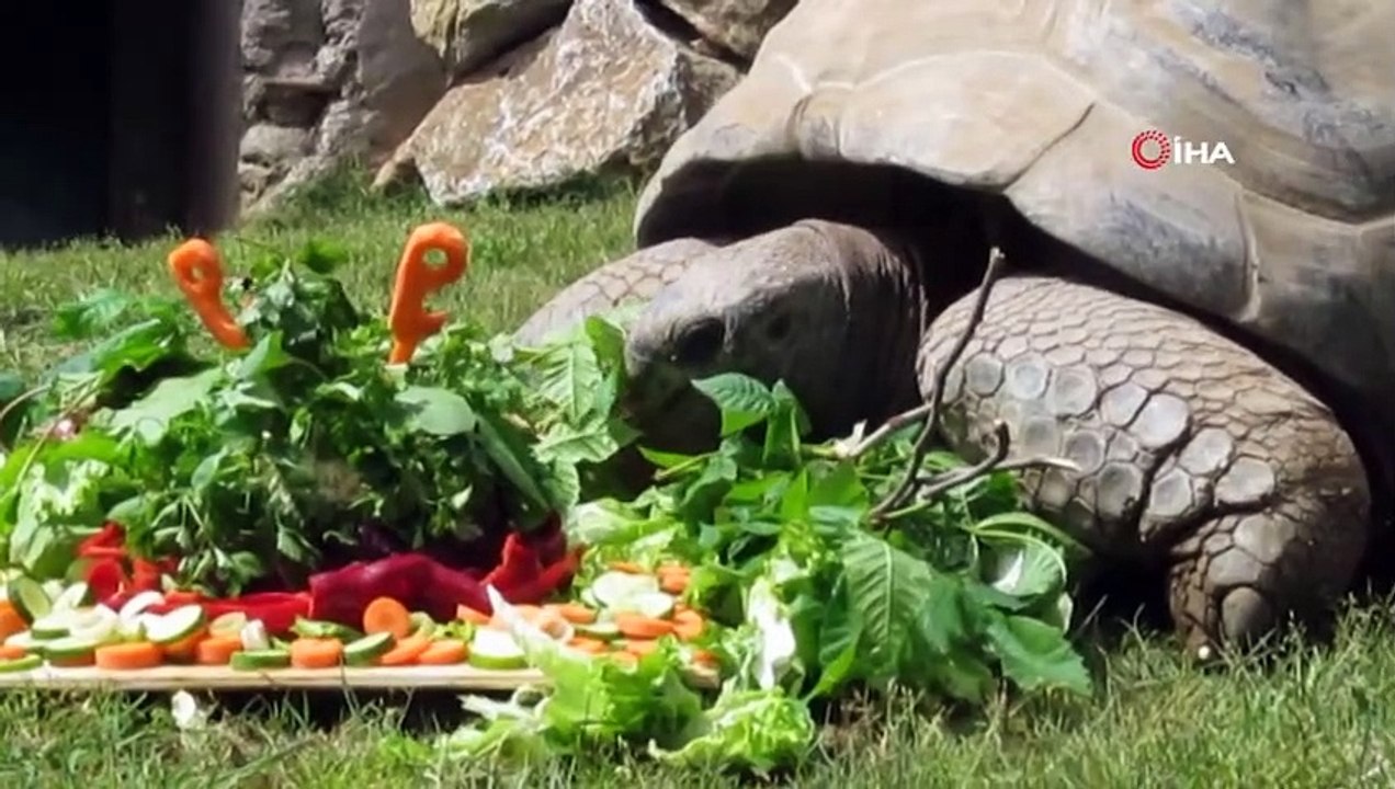 99 Yaşına Giren Kaplumbağa Tuki'nin Derbi Tahmini Yaptı
