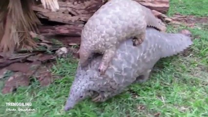 Satwa Langka - Trenggiling (Ordo Polidotha) Bagian 1