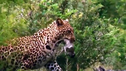 Leopard Perfect Predator Compilations