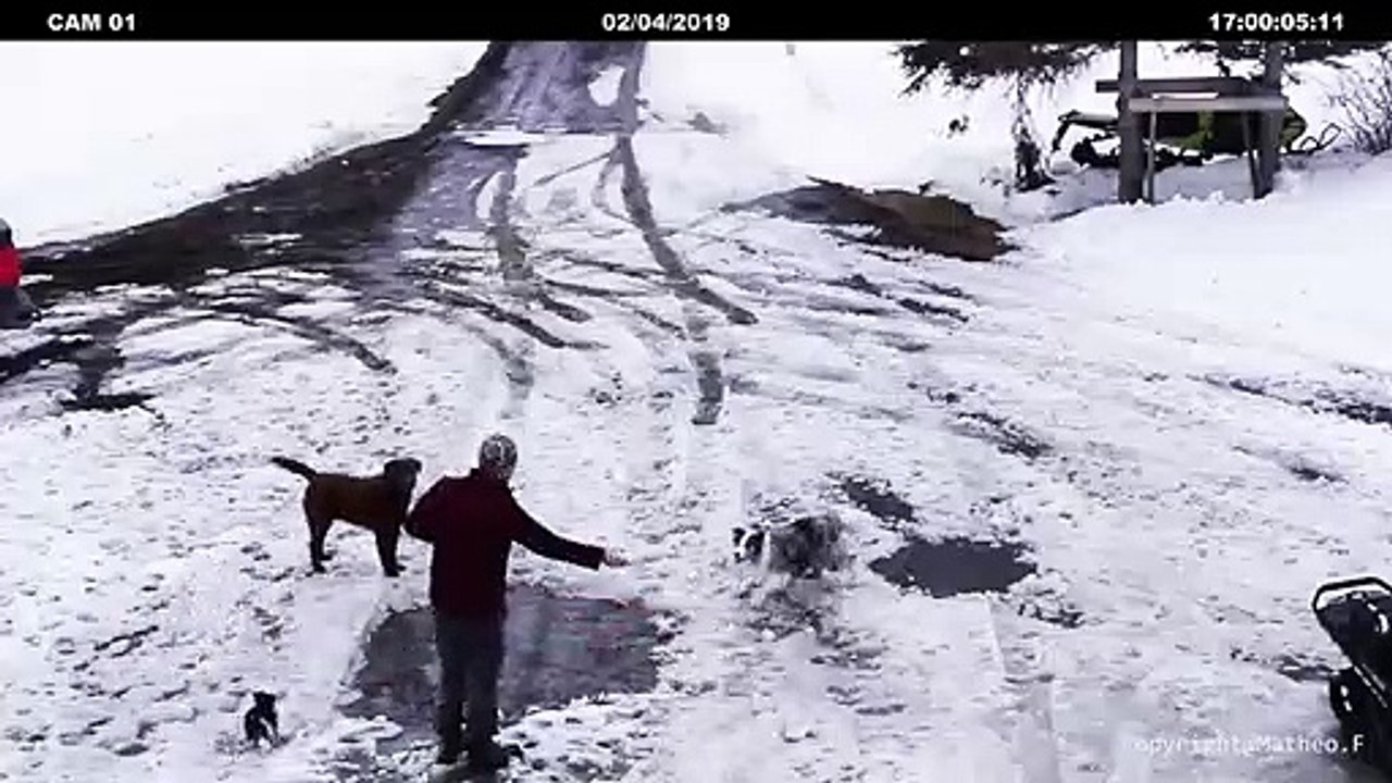 Un chien empêche un petit chien de se faire écraser