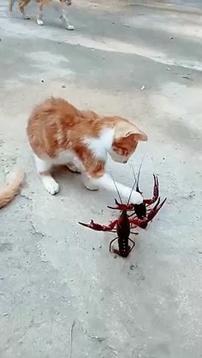 Breast war.Cat vs. Lobster.