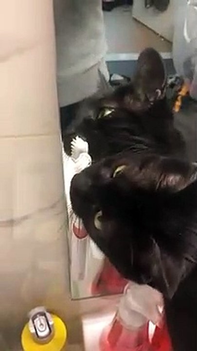 Ce chat se brosse les dents !