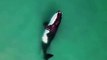 Les images magnifiques d'une baleine noire, l'une des dernières au monde