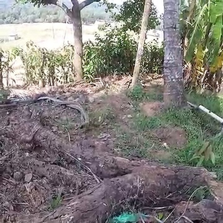 L'impressionnant combat entre 2 cobras... Fou