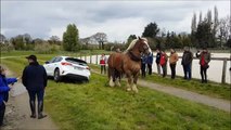 Un cheval de trait vient dépanner une voiture dans le fossé (Lamballe)