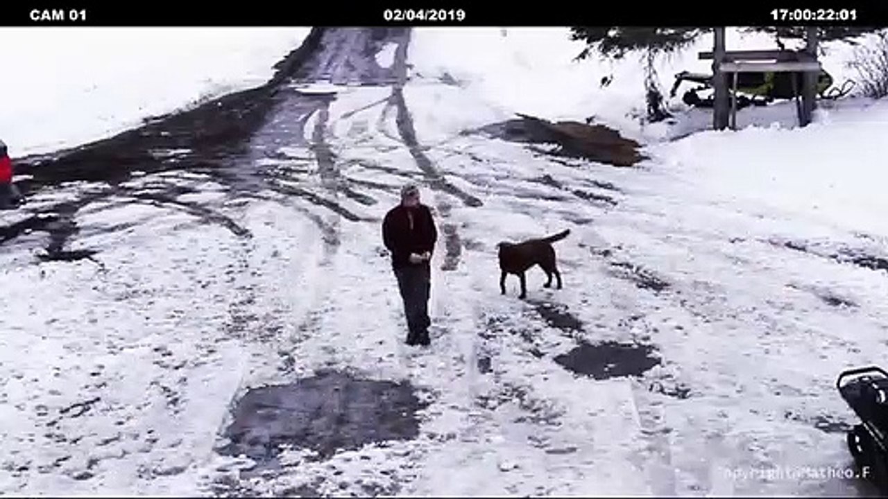 Un chien sauve un chiot sur le point de se faire écraser par une voiture
